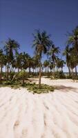 Sandy Beach With Palm Trees and Ocean video