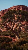 Tree in Desert With Mountain Background video