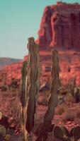 Majestic Cactus in Desert With Mountain Background video