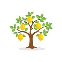 Lemon tree isolated flat illustration on white background. vector