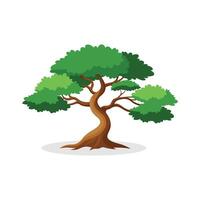 Juniper tree isolated flat illustration on white background. vector