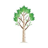 Birch tree isolated flat illustration on white vector