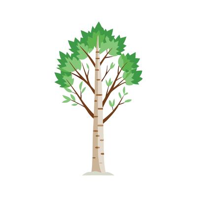 Birch tree isolated flat illustration on white