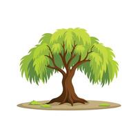 Willow tree isolated flat illustration on white background vector