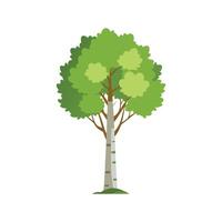 Aspen tree isolated flat illustration on white vector