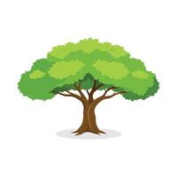 Elm tree isolated flat illustration on white background vector