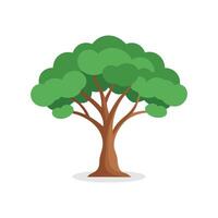 Eucalyptus tree isolated flat illustration on white background. vector