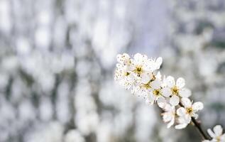 Spring Cherry blossoming with blurry light background,White sakura flowers with dreamy romantic image for Easter Sunny day,Beautiful nature scene with blooming spring flower photo