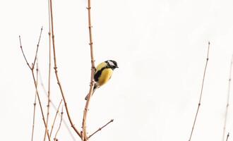 Great tit sits on the branch. Beautiful portrait of a titmouse winter bird in UK photo