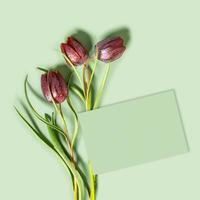 Top view close up Fritillaria meleagris spring flower on green colored background with empty card for text, nature blossoming wildflowers with purple petals, minimal floral still life, copyspace photo