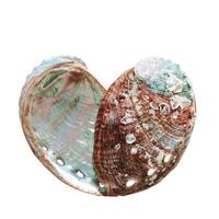 Shiny Shell of abalone as heart with natural texture, closeup seashell isolated on white background, pearlescent iridescent surface of color clamshell Haliotis mollusks, top view, sea oceanic nature photo