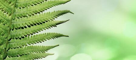 Green Fern Leaf as natural banner with blurred bokeh and copy space, close up summer texture, botanical monochrome green gradient color pattern, shiny leaves at sunlight with aesthetic organic photo
