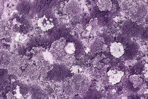 Nature botanical background, covered with mosses and lichens stone, violet white plant spots, macro trend top view toned photo. Natural close up texture mossy surface. Environment texture photo