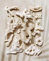 Trend pattern from pieces of coral with palm leaf shadow on sandy tones fon. Minimal photo at sunlight. Summer vacation concept, beach mood. Nautical design. Top view nature aesthetics still life