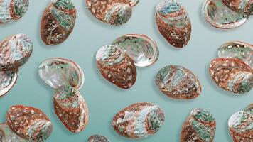 Minimal style marine pattern with shiny abalone shells, aesthetic top view banner with natural textured oceanic seashells, vivid color abstract summer flat lay, sea and ocean beauty and nature photo