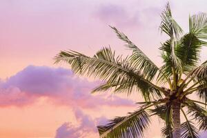 Palm tree close up against sunset sky, vanilla pastel color, green palm leaves of coconut tree on heaven as nature summer scenery, scenic view, aesthetic summer landscape, travel and vacation photo