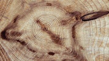 Close Up of Wooden Tree Rings with Natural Texture, Banner with tree rings at natural growth patterns and textures of wood. Circular lines and warm earthy tones, nature organic aesthetic background photo