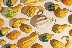 Colored Pumpkins pattern, decorative different pumpkin, squash, patisson as background top view. Autumn, fall, halloween holiday concept. Minimal autumnal flat lay with sunlight and shadows. photo