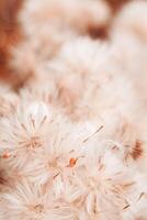 White fluffy seeds of flowers, forms and textures as natural environment pattern or textured background, top view beige brown color minimal autumn nature pattern, biological aesthetic texture photo