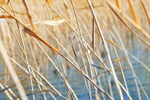 Beige wild grass and blue water as Natural textured pattern, reeds on lake, organic design background, blue beige color gradient. Aesthetic nature scenery, autumn seasonal ornament patterns photo
