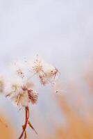 Nature botanical aesthetic background, close up landscape fluffy seeds of field flowers, tender soft autumn season scene, warm toned pastel color, blue sky blurred. Environment textured fon photo