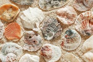 Colored Shells summer pattern on sandy beach, aesthetic nature still life, organic shapes, beauty nature background. Closeup seashells at Soft lighting, warm tones natural, beachy mood photo