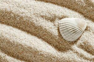 Close-up of white seashell on textured light beige sand at sunlight, summer and seaside atmosphere, minimal style aesthetic nature photography, relaxation, wellness concept, white beige gradient photo