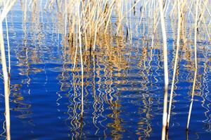 Dried grass reeds and their water ripples, nature landscape yellow blue color. Growing wild plants in lake or wetlands, abstract natural texture pattern from reflections on water in curved lines photo