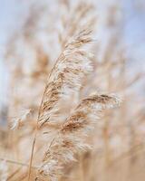 Texture of dry wild reeds or pampas grass against blue sky, outdoor nature realistic. Blue beige pastel color minimal environmental scenery, beauty of nature. Botanical Trend design natural pattern photo
