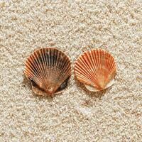 Colored Shells summer pattern on sandy beach, aesthetic nature still life, organic shapes, beauty nature background. Closeup seashells at Soft lighting, warm color create natural, beachy mood photo