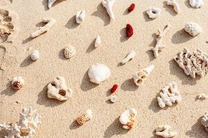 Creative pattern with Seashells and corals on sandy beach at sunlight. Summer vacation concept, beach mood. Nautical Top view minimal aesthetics still life composition on ocean shore. Nature color photo