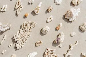 Seashells and corals as minimal pattern. layout of found shell and coral on ocean shore. Summer relahation concept, beach vibes. Top view nature background, neutral white beige tones gradient photo