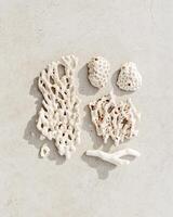 Assorted natural Seashells and corals at sunlight, summer nature still life of shell, coral pieces on grey beige background, minimal style square pattern, neutral tone, top view, flat lay, vertical photo