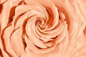 Peach color rose flower background, flowery aesthetic nature close up pattern, botanical design background, floral top view photo, macro petals blooming roses, trend gradient color of year peach fuzz photo