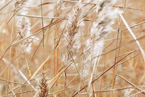 Texture of dry wild reeds grass, nature realistic photo. White beige brown monochrome minimal environment scenery, beauty of nature. Trend botanical design natural patterns photo
