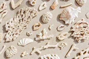 Seashells and corals as minimal pattern. Stylish layout of found shell and coral on ocean shore. Summer relahation concept, beach vibes. Top view nature background, neutral white beige color gradient photo