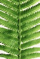 Close-Up of Green Fern Leaves, botanical texture as background, natural beauty pattern, macro trend scenic green leaf fern at sunlight with shadow, minimal nature geometric shapes photo