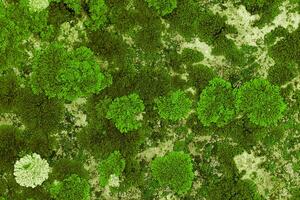 Nature botanical background, covered mosses lichens stone, micro green plants fungus, macro trend top view photo. Natural close up texture mossy surface. Environment scenery green gradient photo