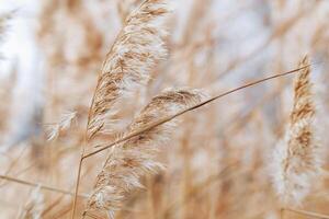 Beige wild grass and blue sky as Natural textured pattern, contour light, organic design blur background, soft pastel color. Aesthetic nature scenery, minimal autumn seasonal ornament patterns photo