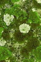 Nature botanic background, covered mosses and lichens stone, micro green plants fungus, macro trend top view photo. Natural close up texture mossy surface. Environment scenery green gradient photo
