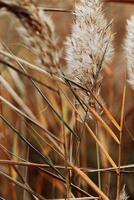 Natural autumn pattern from dry reeds grass, plants growing on lake against blur bokeh sunlight. Beautiful geometric texture backgrounds, aesthetic nature scenery, vivid golden beige gradient photo