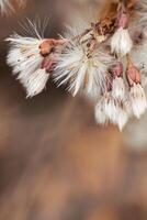 Nature botanical aesthetic background, close up texture fluffy seeds of field flowers, tender soft autumn season scene, warm toned pastel color, macro trend photo. Environment textured photo