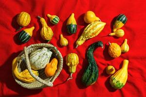 Pumpkins pattern, decorative diverse pumpkin, squash, patisson on red cloth background top view. Autumn, fall, halloween holiday concept. Minimal autumnal flat lay with sunlight shadows. photo