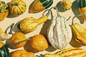 Pumpkins, gourds, squashes, patissons of different shapes and colors top view background. Autumn flat lay composition with ornamental pumpkins, minimal style, sunlight trend shadows, overview photo