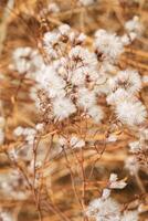 Monochrome nature patterns of fluffy seeds of wildflowers, natural texture background, Close-up dry grass white yellow gradient color, natural botanical background, soft warm toned, earth color photo