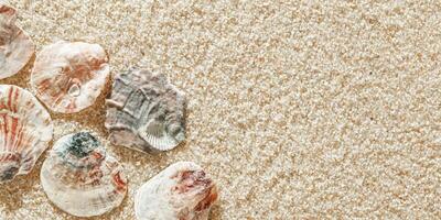 Minimal aesthetic seashells pattern on beige sand, natural sea oceanic and summer textured banner, summer relaxation, top view photo with delicate pastel colored shell, rest beach theme wallpaper