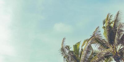 Palm tree leaves on white blue sky background retro toned, green fronds of coconut tree against clear sky as nature summer landscape, outdoor scenic view, trend summer banner, copyspace photo