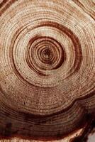 Macro photo of wood timber of juniper tree ring, natural geometric pattern, abstract nature vertical background. Natural wooden organic textures, monochrome brown beige gradient color, earthy tones