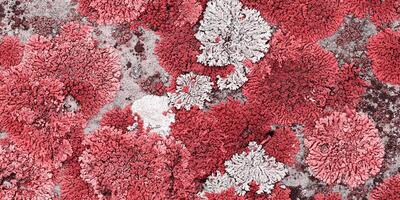 Nature botanical background, covered with mosses and lichens stone, pink white plant spots, macro trend top view banner. Natural texture mossy surface. Environment textured close up landscape photo