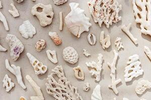 Sea shells, corals, sea stones with shadow at sunlight, nature photo of different white shell and coral pieces scattered on light beige concrete, minimal monochrome pattern, neutral pastel color
